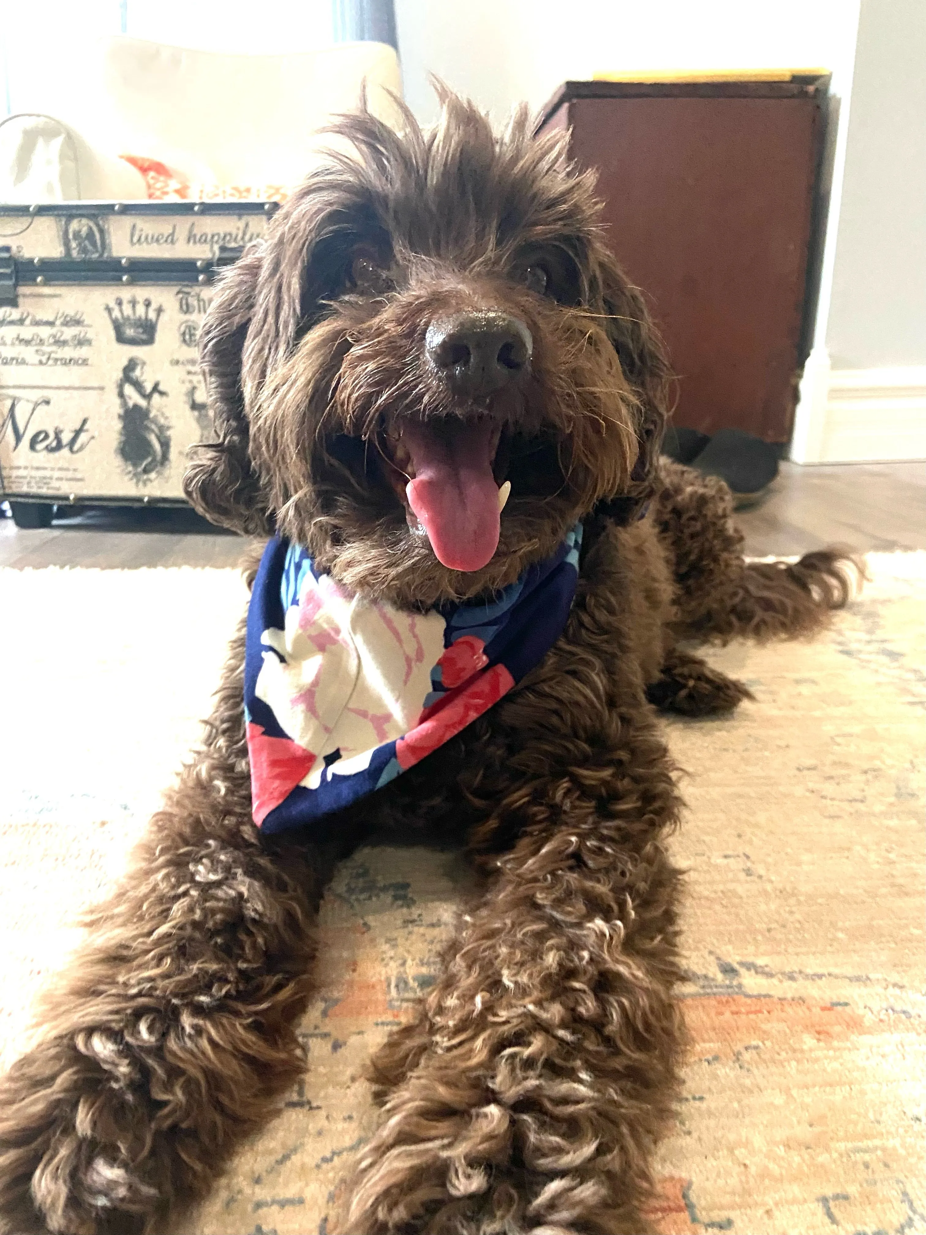 Annabelle Pet Bandana