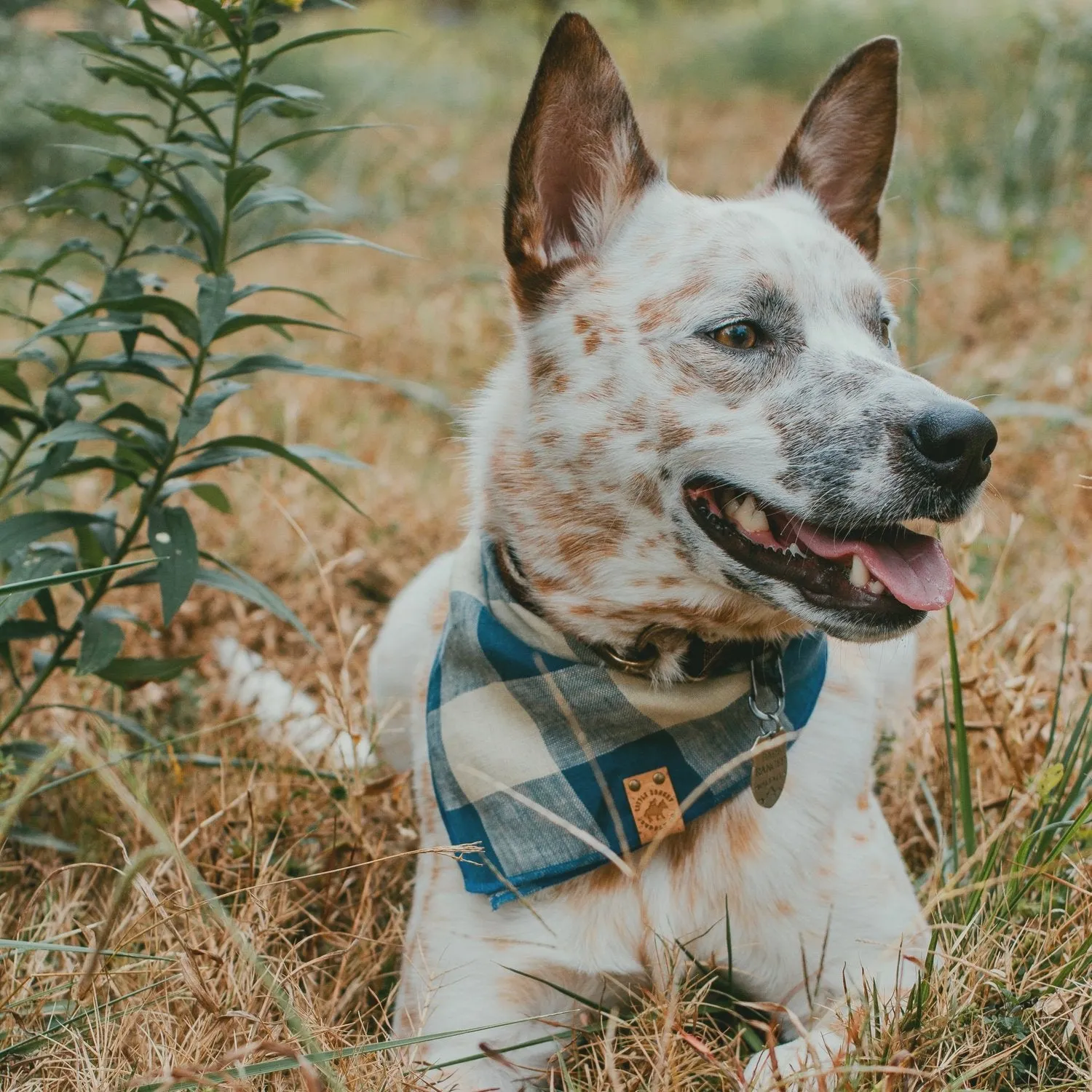 Blue Buffalo Bandana