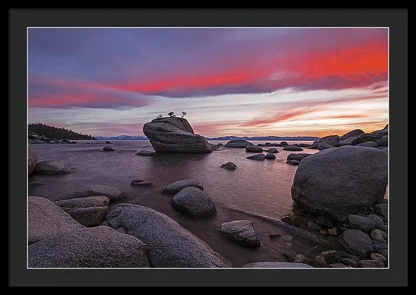 Bonsai Rock On Fire - Framed Print