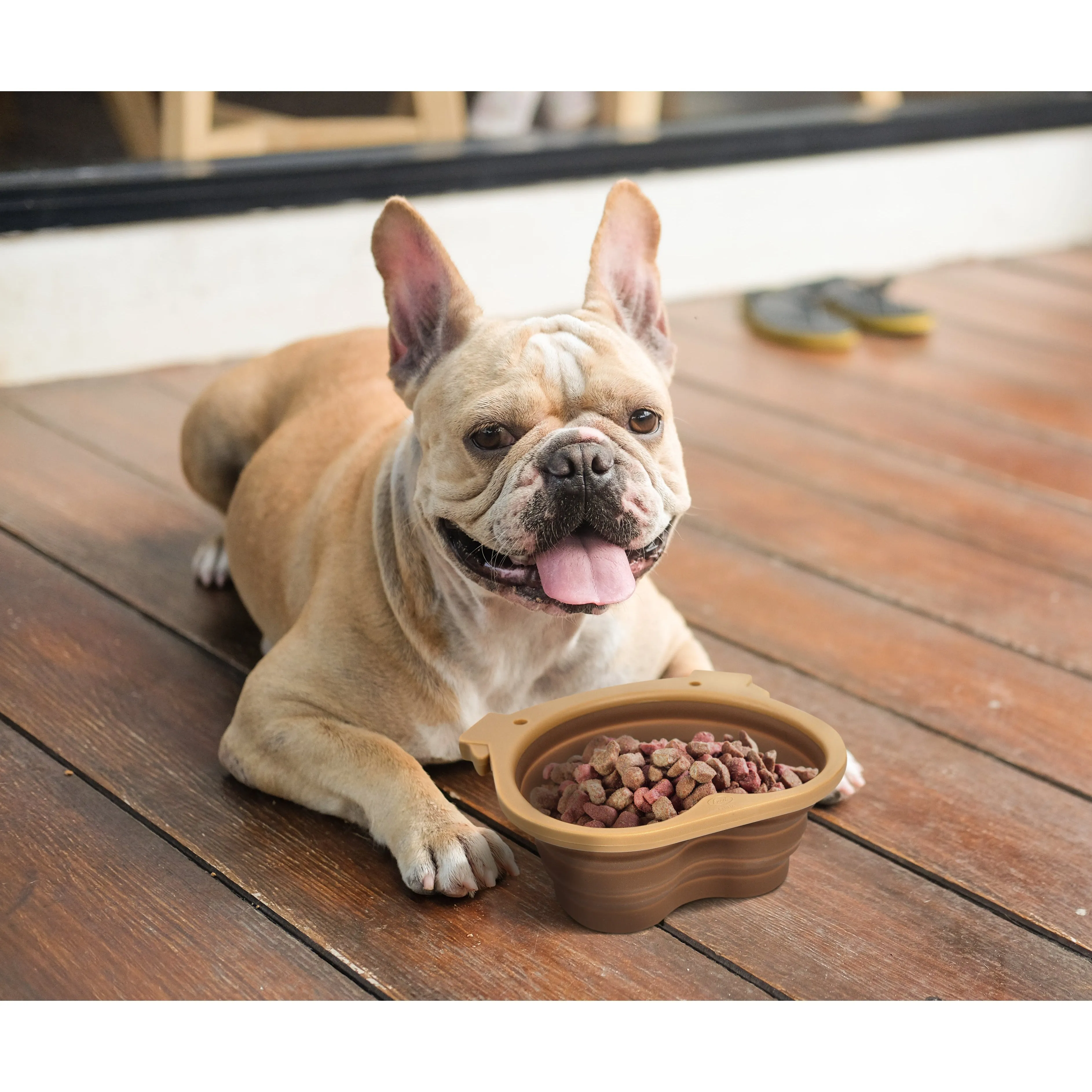 Collapsible Dog Bowl