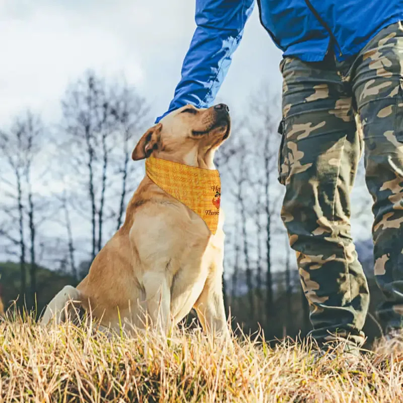 Cute Thanksgiving Pet Scarf for Dogs and Cats in Festive Style