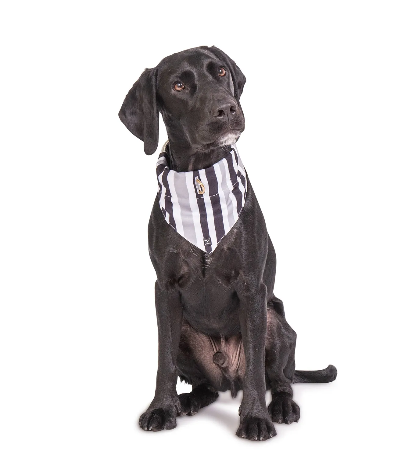 Dog Bandana - Pebble Black Brush Stroke Print