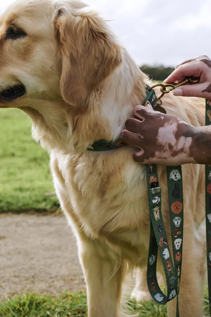 Dog Collar, Dog Park