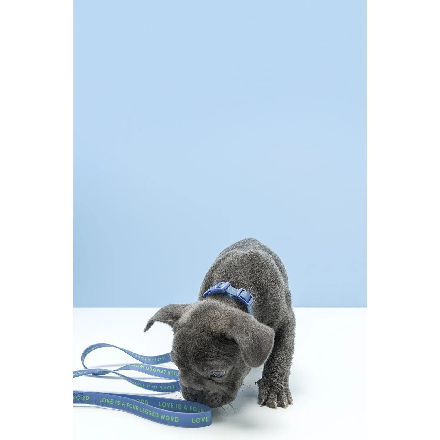 Gummi Slick Large Blue Dog Lead***