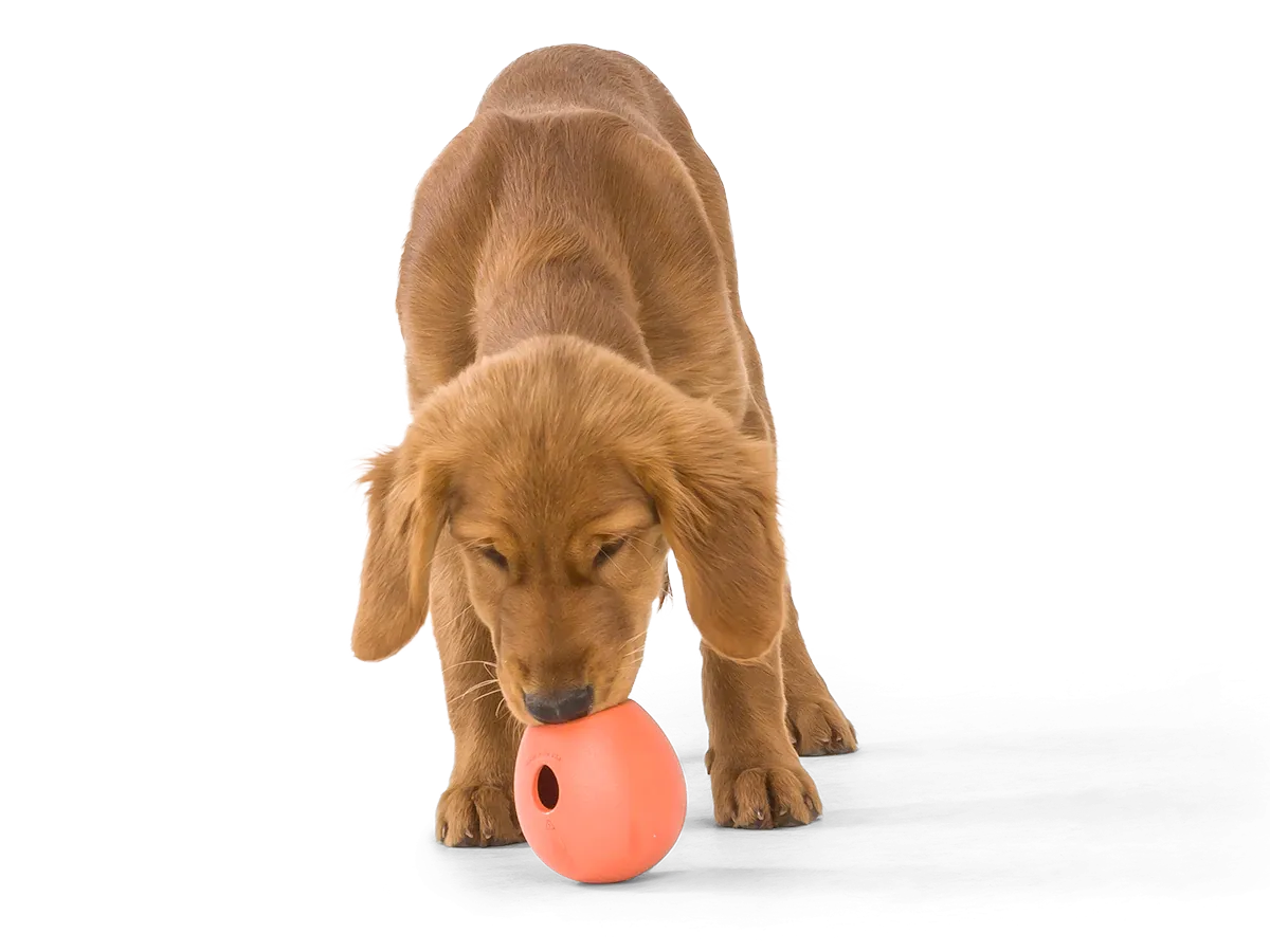 Interactive puzzle, food-dispensing dog toy, Zogoflex Echo Rumbl