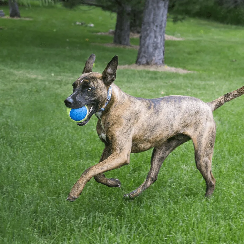 KONG Ultra Squeak Air Ball Toy for Dogs