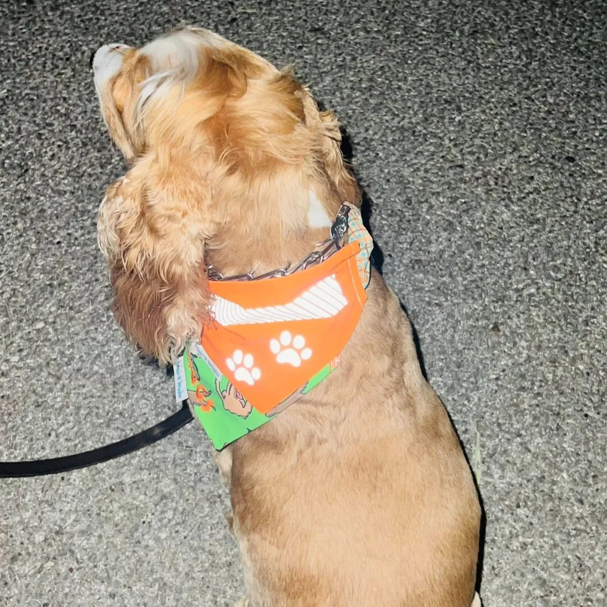 Neon Orange Safety Reflective Dog Bandana