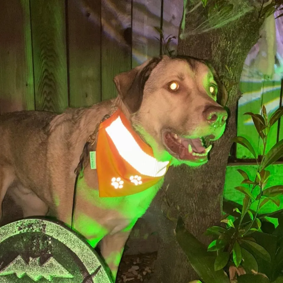 Neon Orange Safety Reflective Dog Bandana