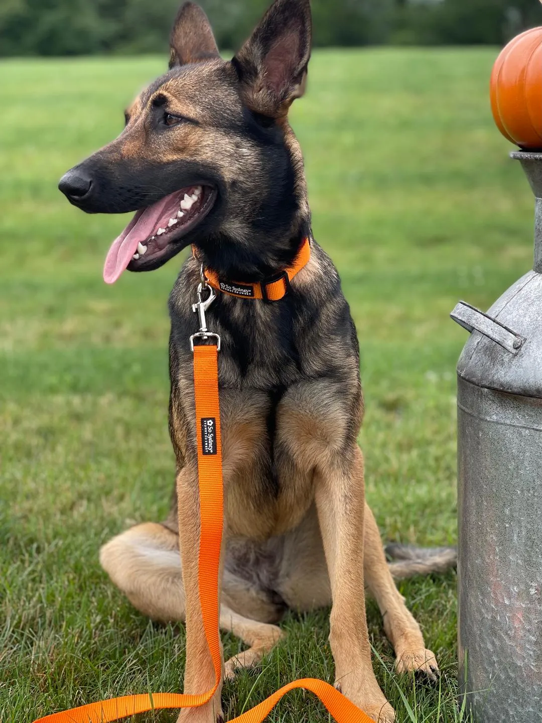 Orange Nylon Dog Leash for Small, Medium, or Large Dogs