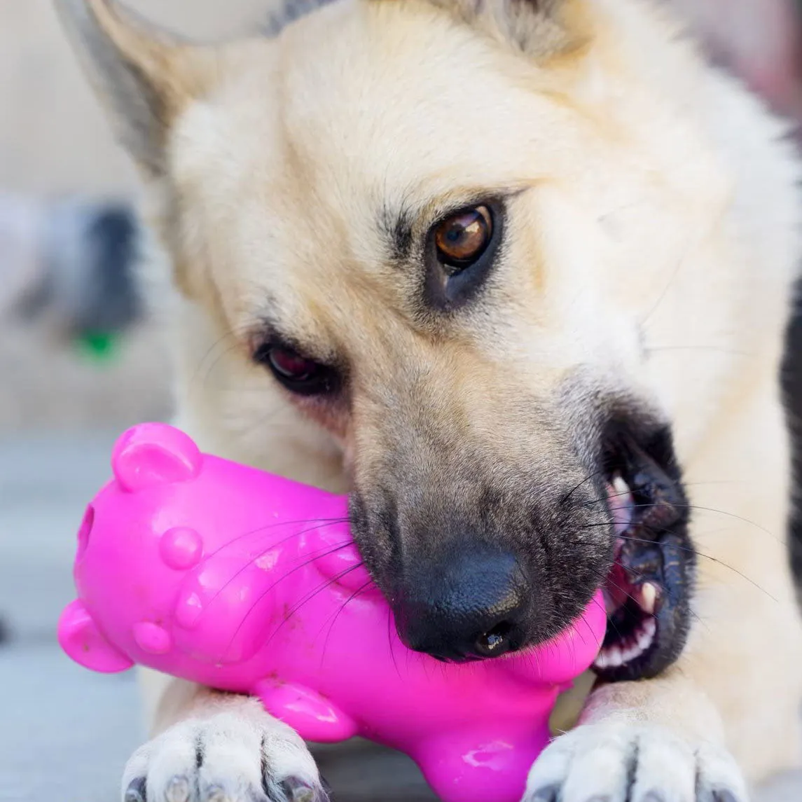 Ruff Dawg Gummy Bear Crunch