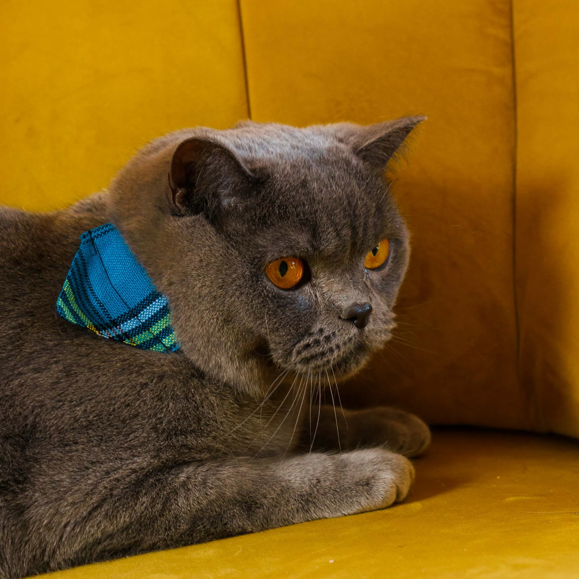 Shuka Blue Cat Bandana