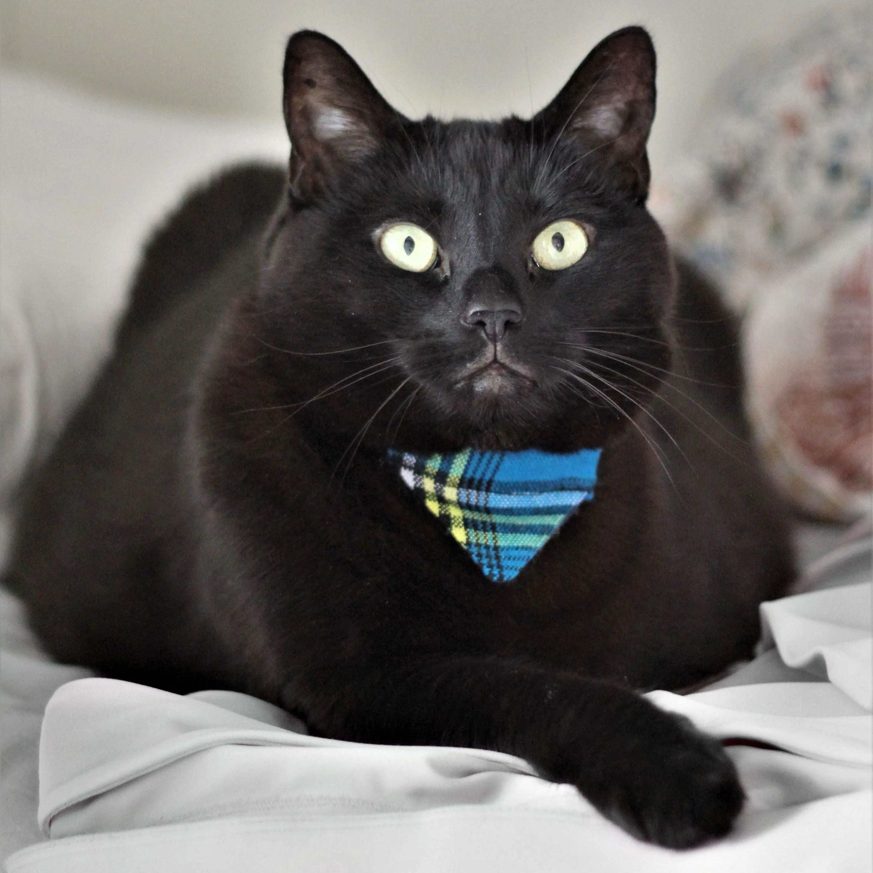 Shuka Blue Cat Bandana