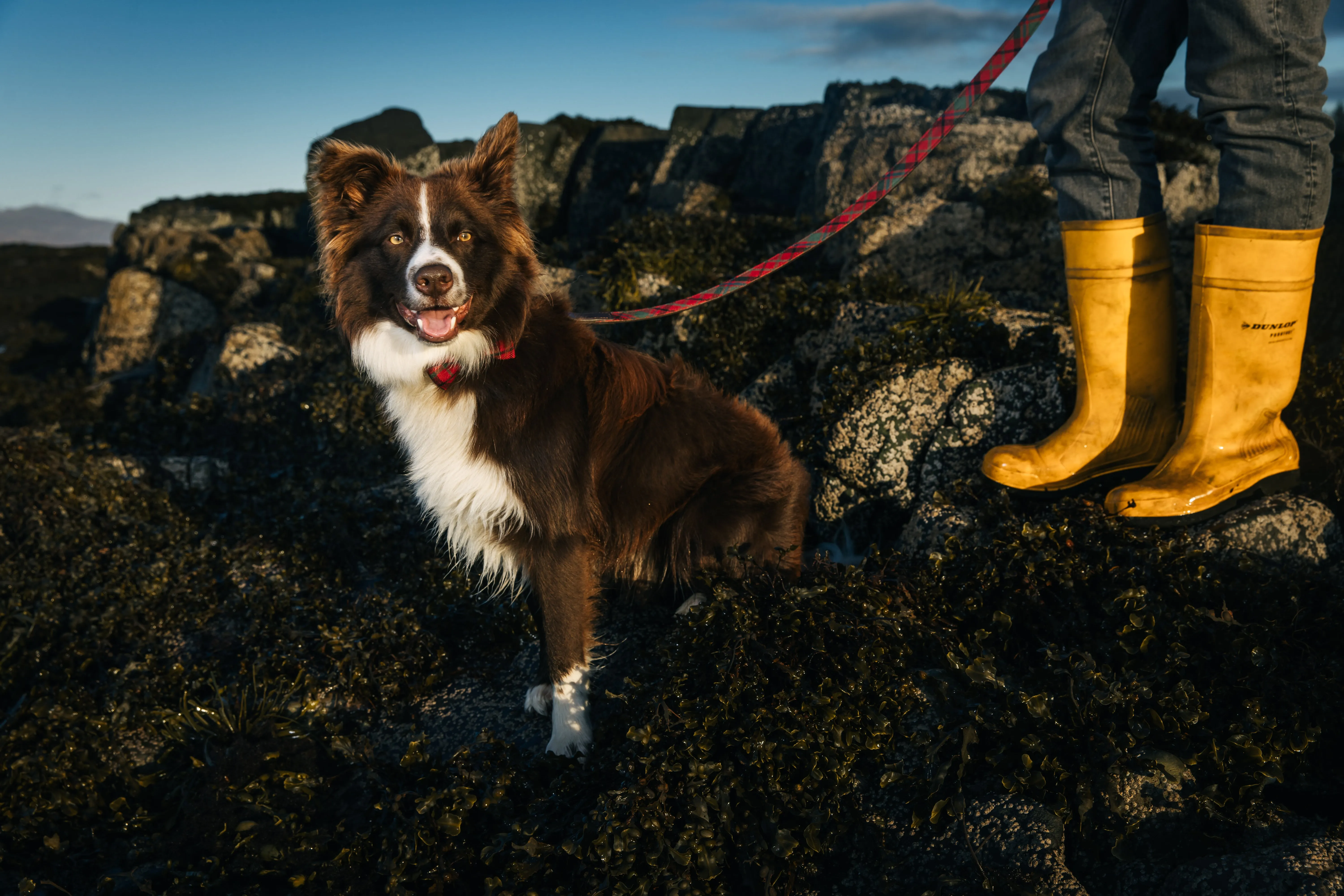 Tartan & Leather Dog Lead